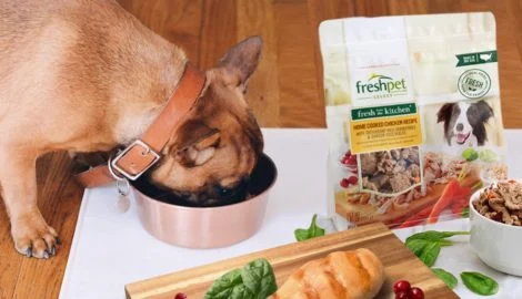 Does Fresh Pet Food Make Dogs Sick?