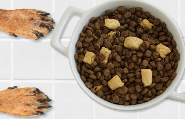 Can You Freeze Dry Dog Food? Pros, Cons And How To Freeze? - Snap Storage