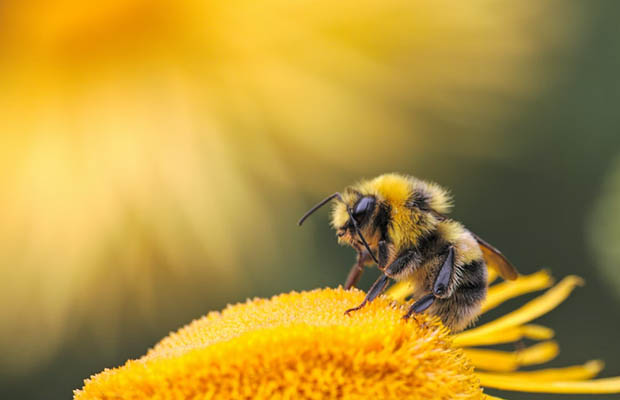 bee