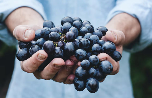 grapes in refrigerator