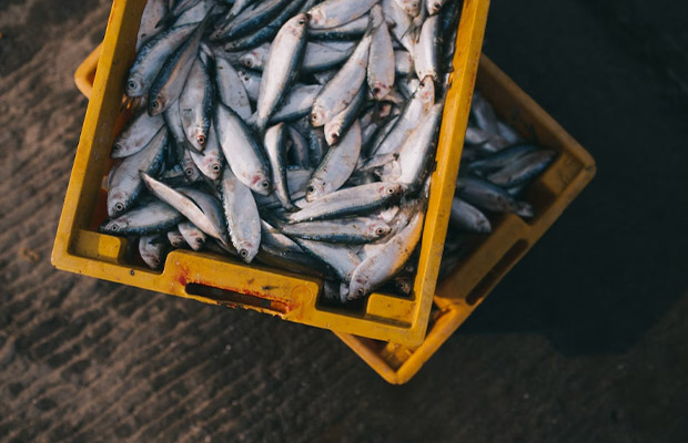 raw fish in a refrigerator