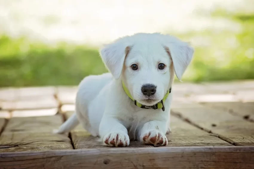 How Long Can a Dog Survive Without Food