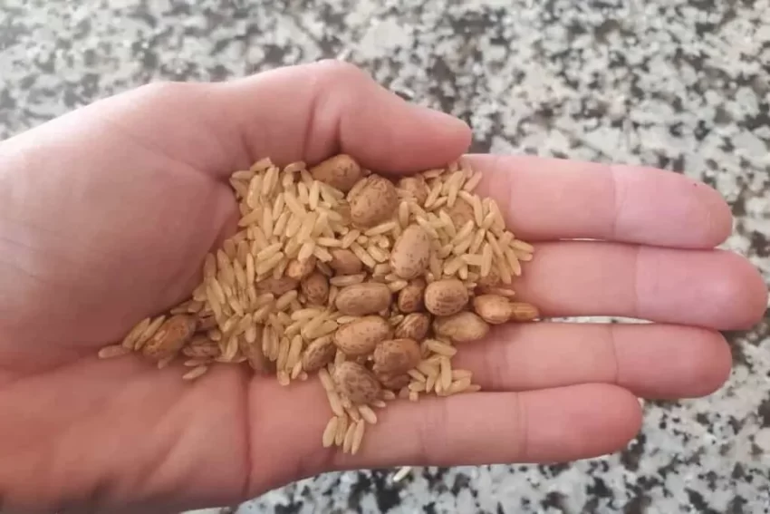 How to Store Rice and Beans Long Term